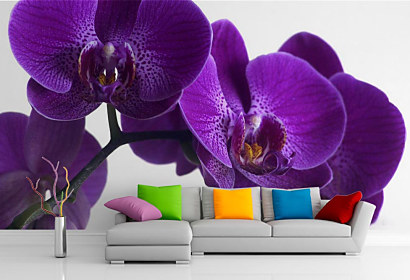 Fototapeta Queen orchid